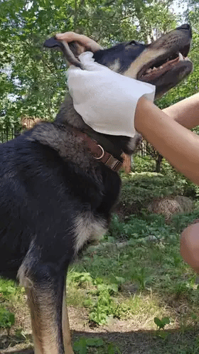 PupiFresh niisked hoolduskindad koertele ja kassidele